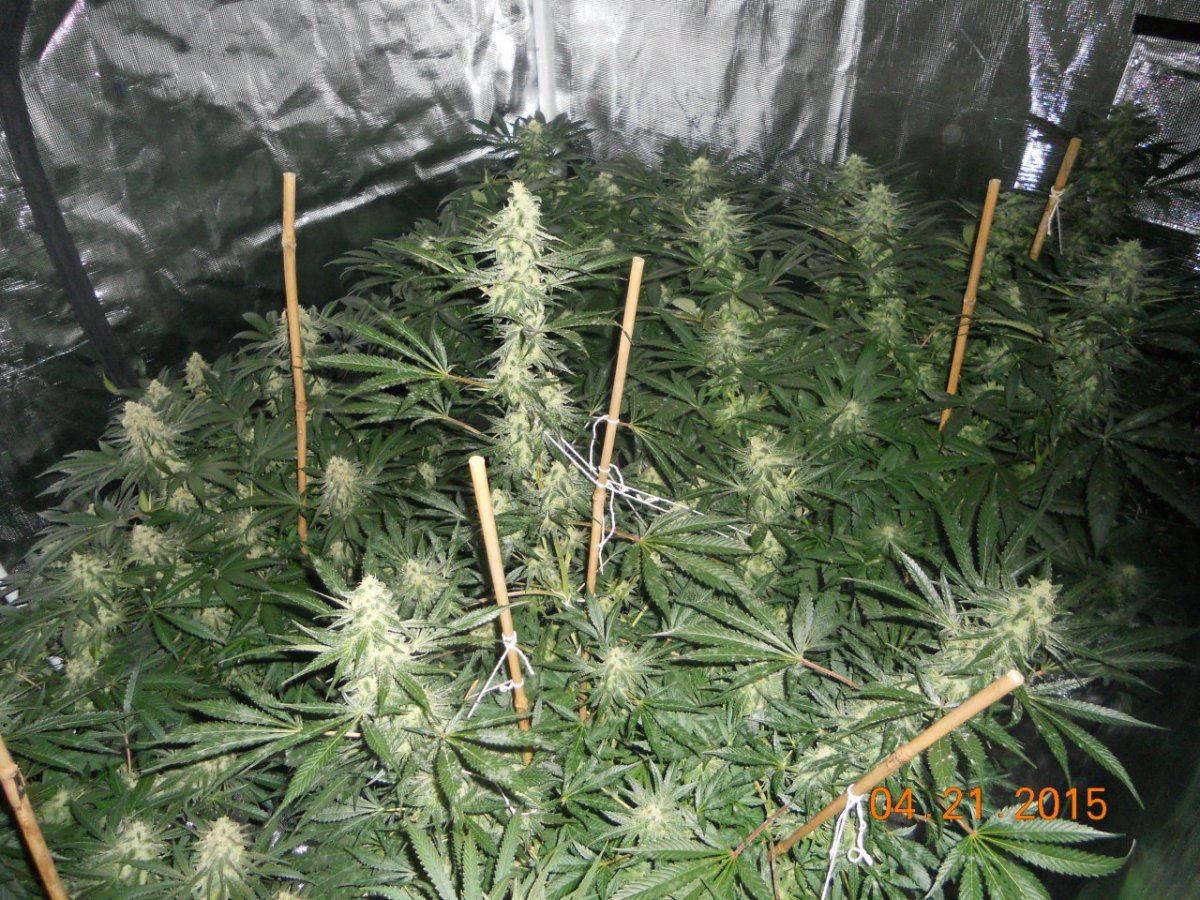 Flower update 003