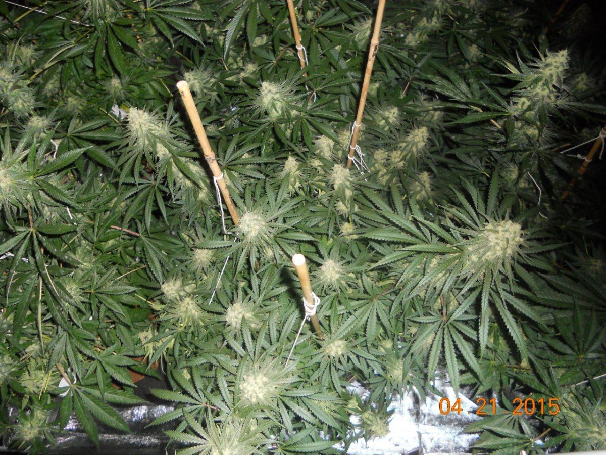 Flower update 004
