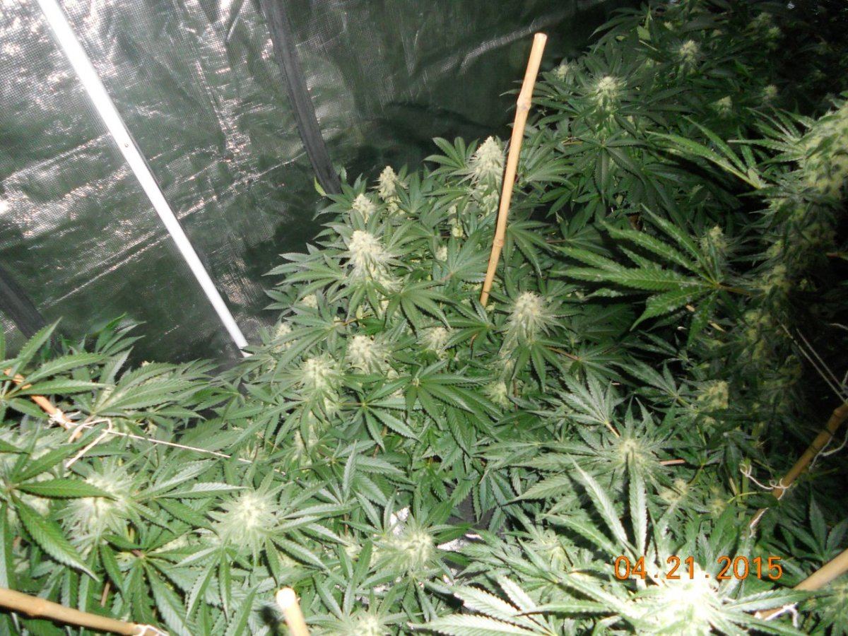 Flower update 005