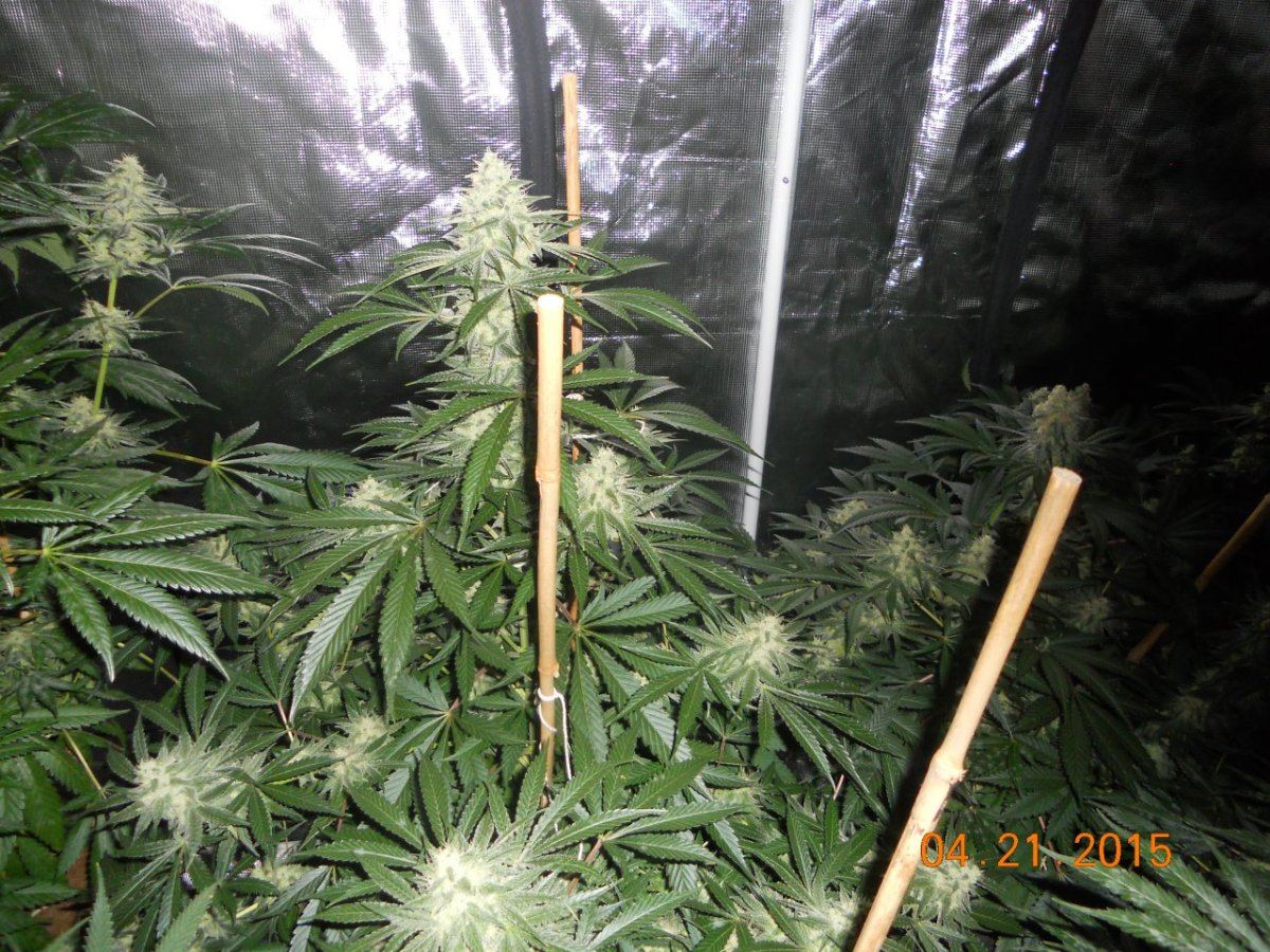 Flower update 006