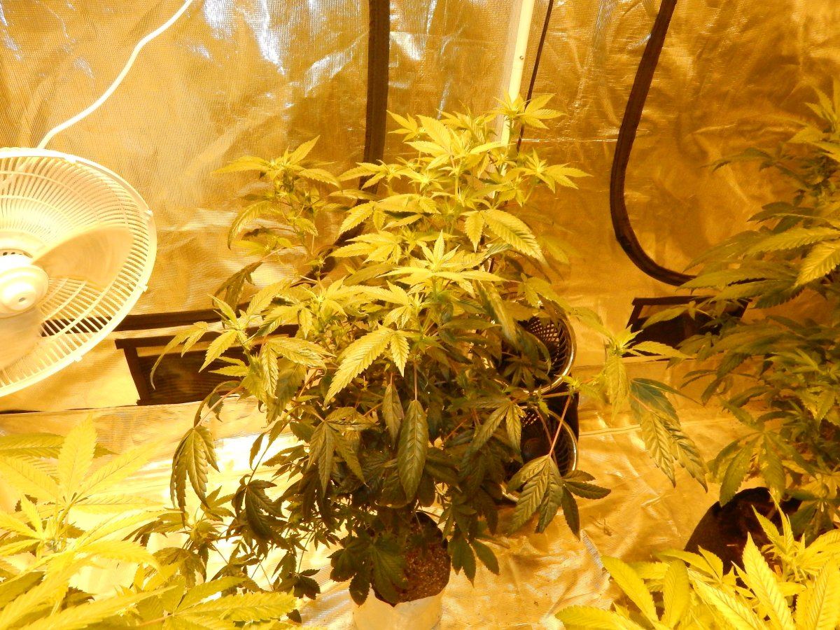 Flower update une 24 011