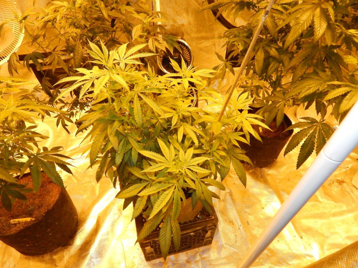 Flower update une 24 012