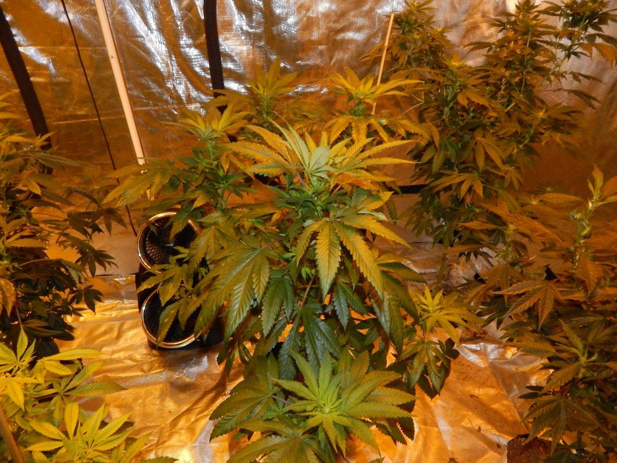 Flower update une 24 013