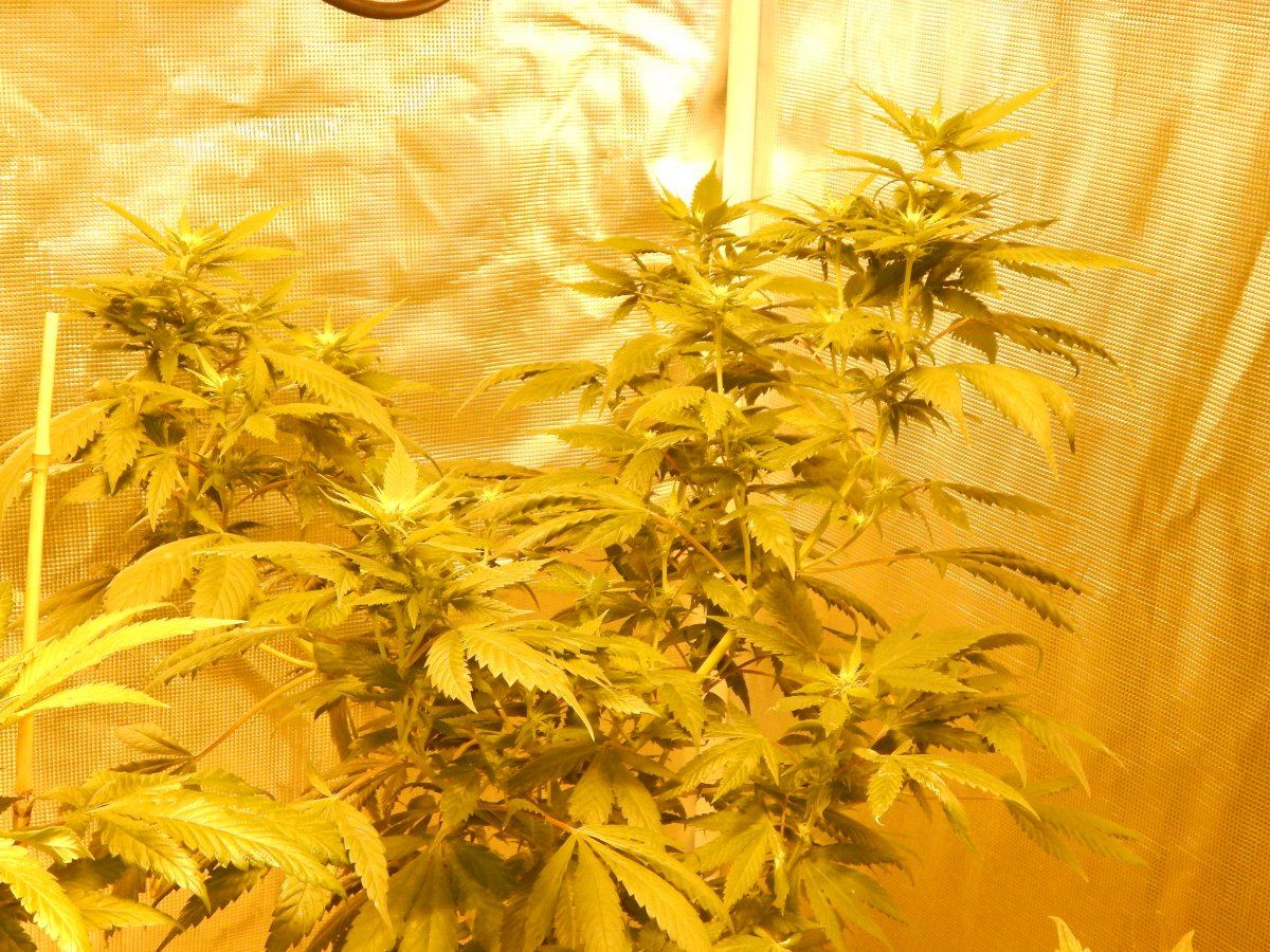 Flower update une 24 014