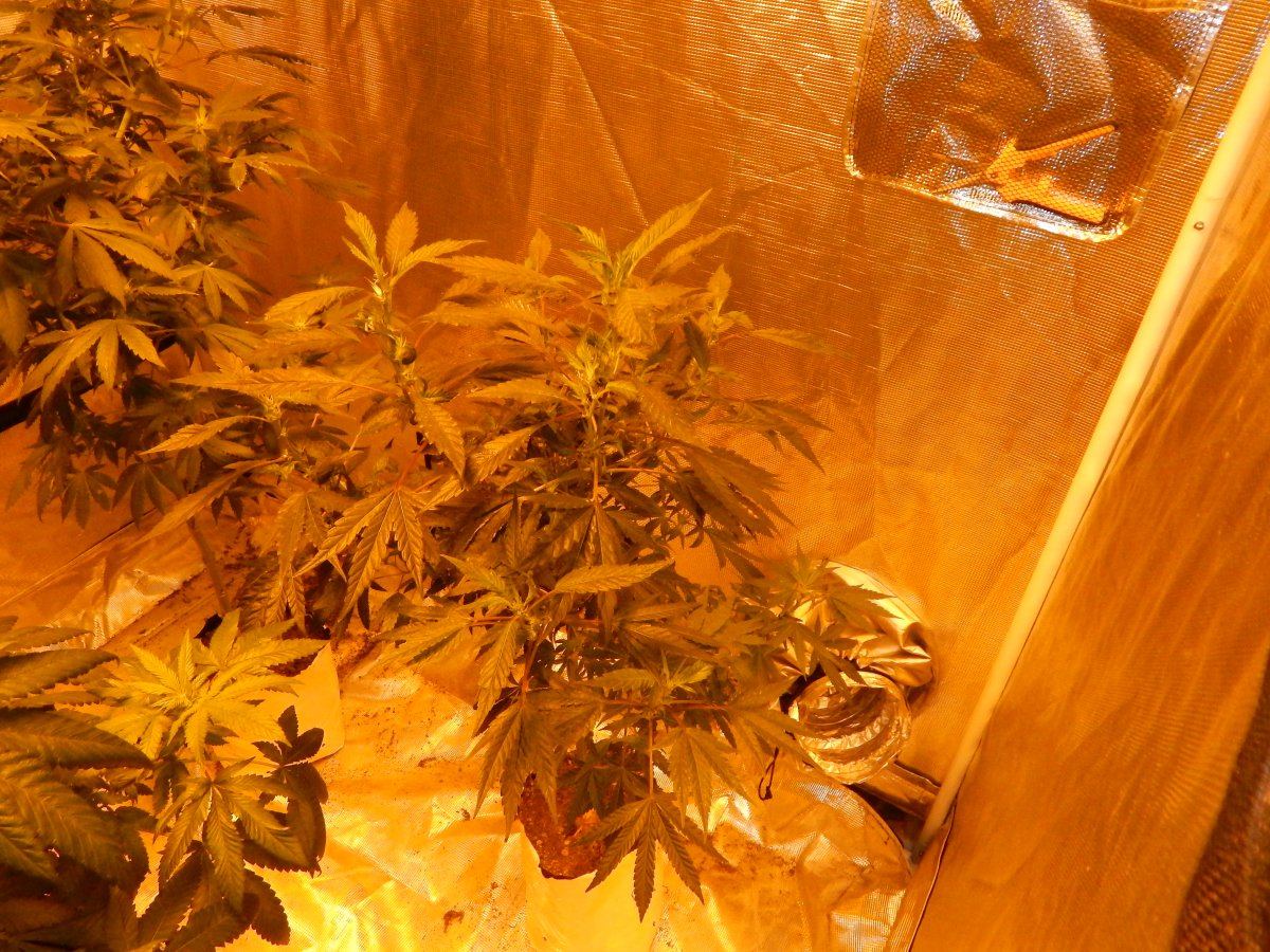Flower update une 24 015
