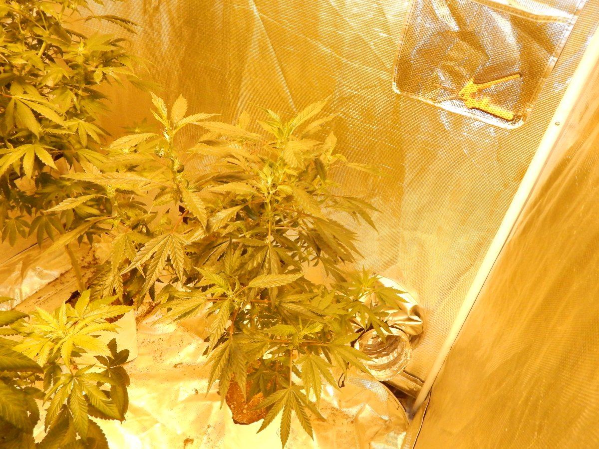 Flower update une 24 016