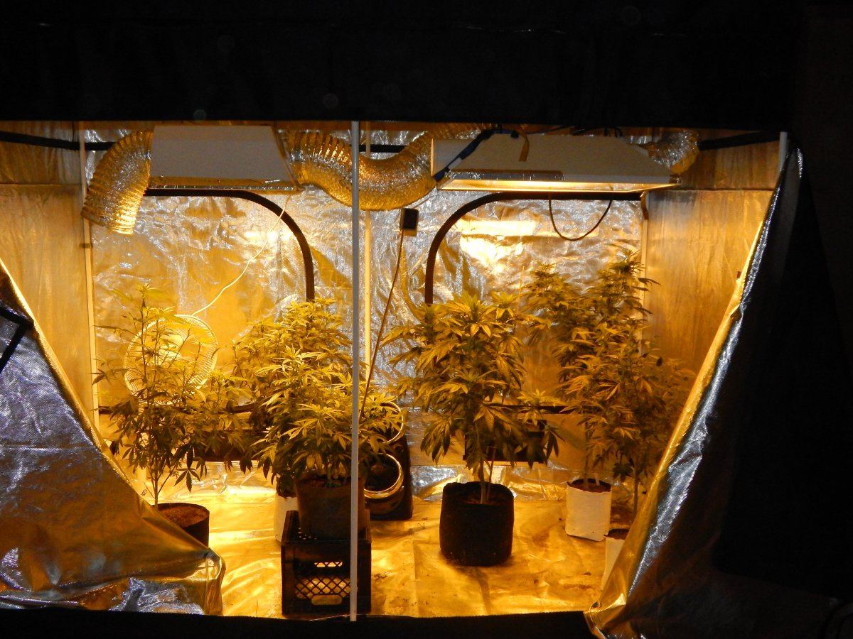 Flower update une 24 017