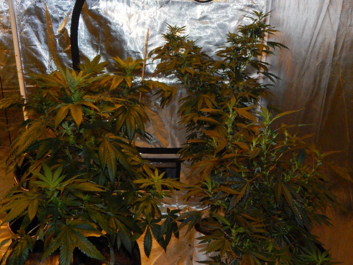 Flower update une 24 020