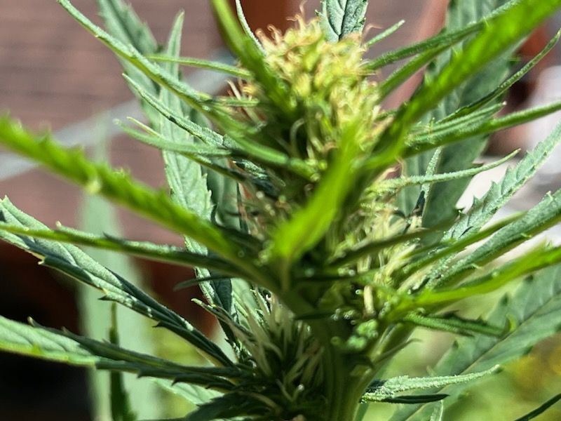 Flower Week 2c