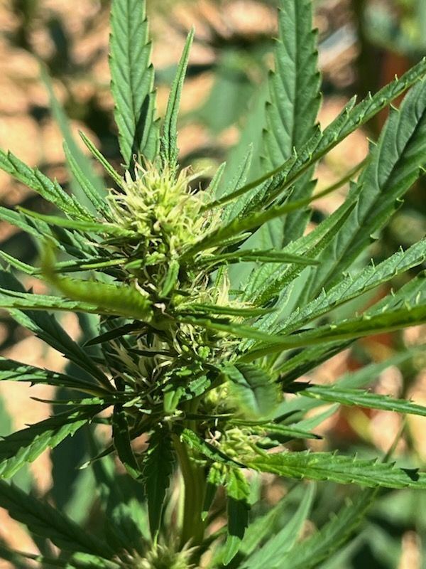 Flower Week 2d
