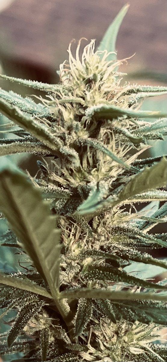 Flower week 5