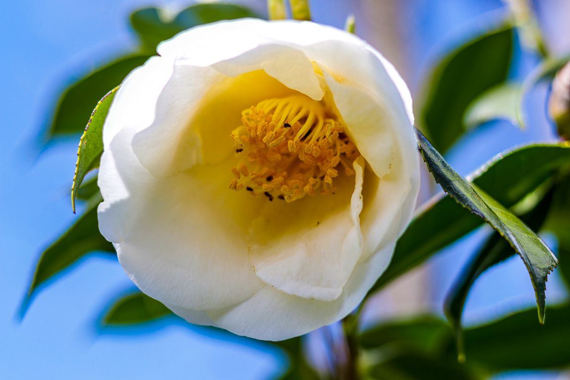 Flower2