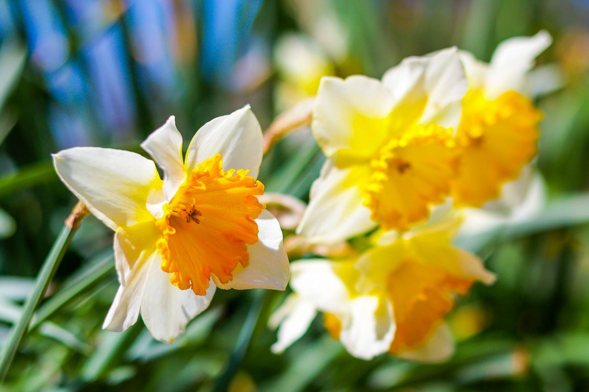 Flower3