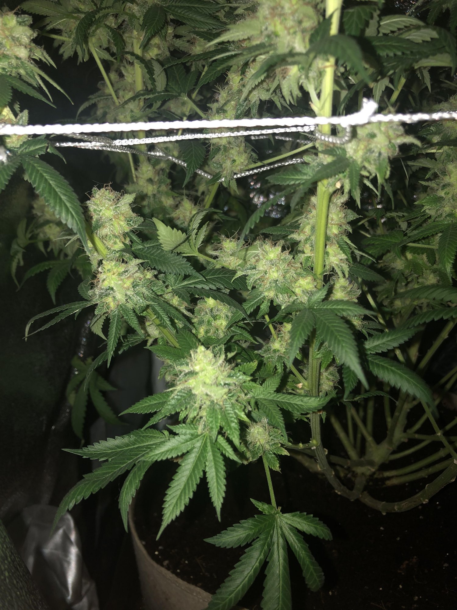 Flower4