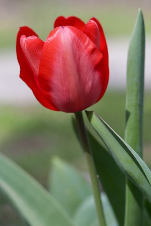 Flower4