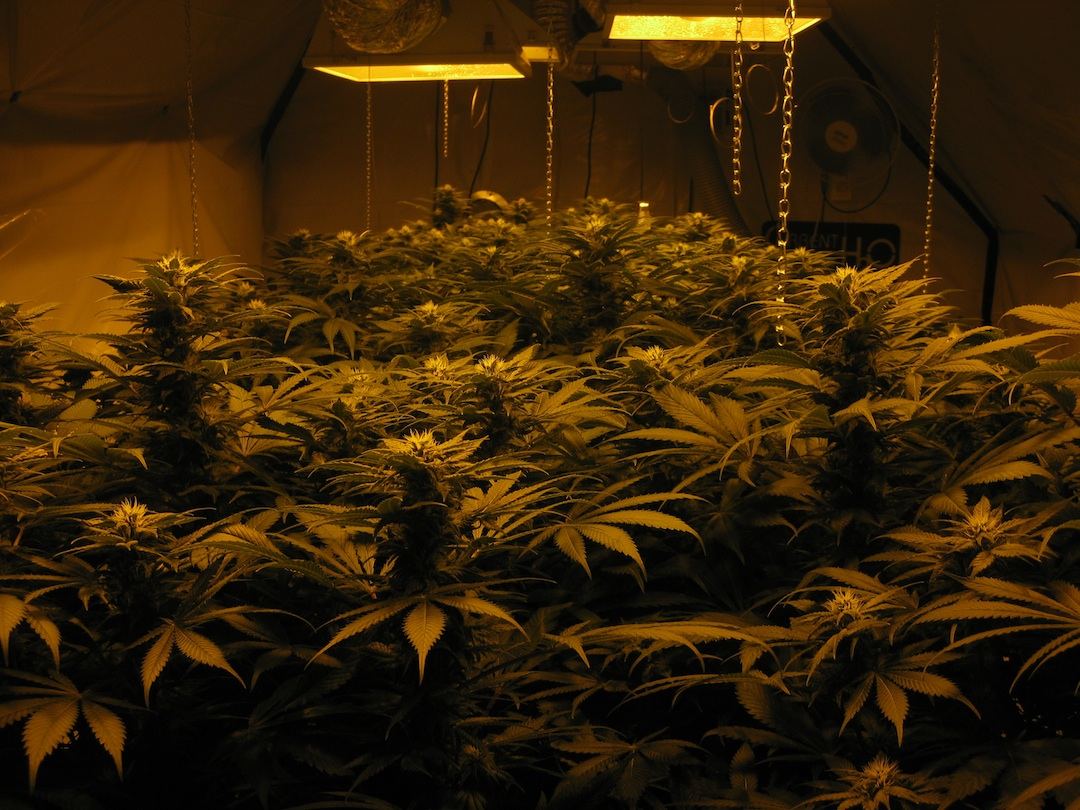 Flower5th 7