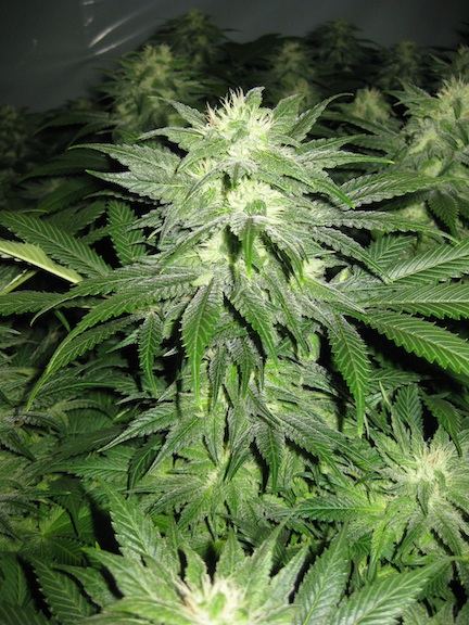 Flower6 2