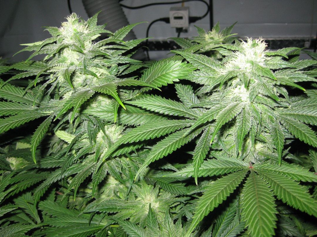 Flower6 3