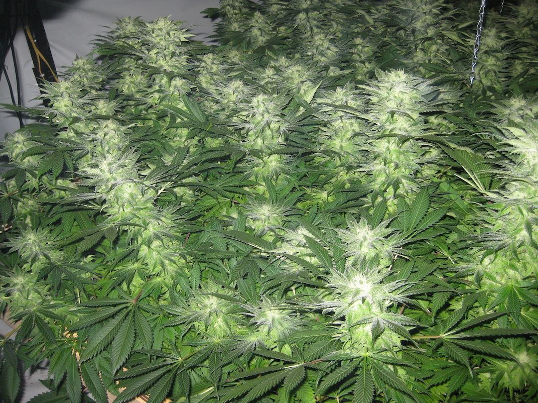 Flower6 5