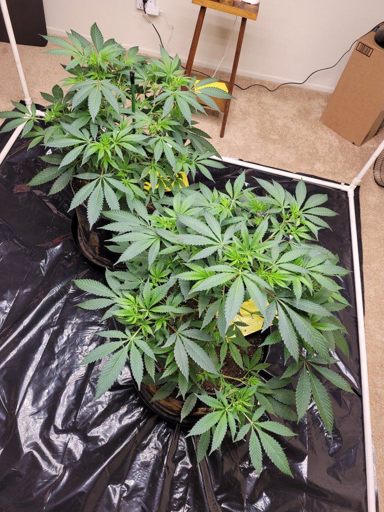 Flower day4