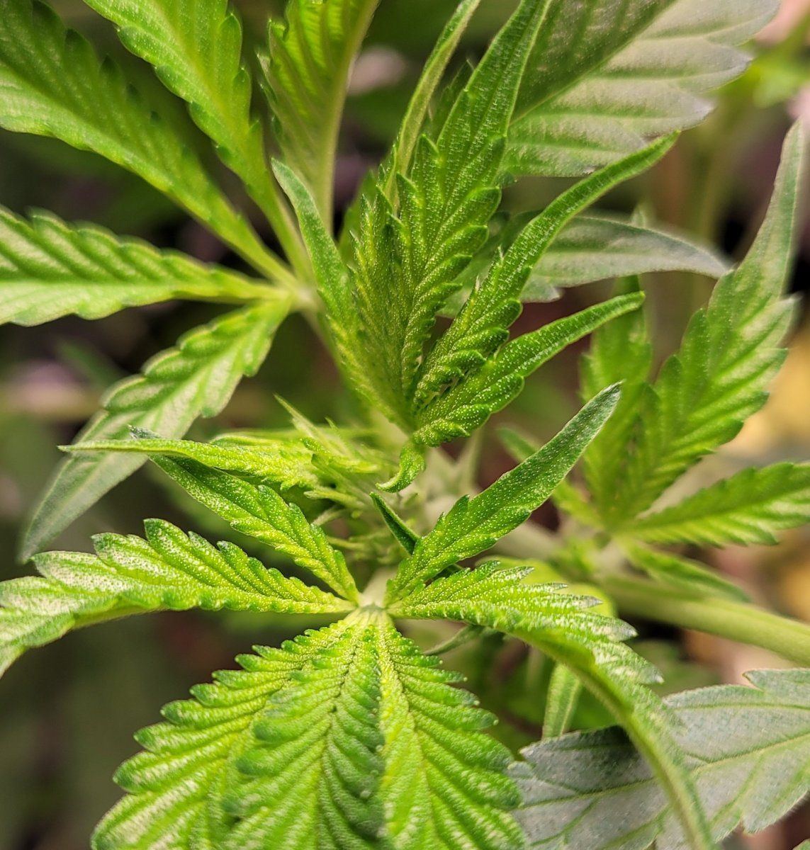 Flower day4 closeup