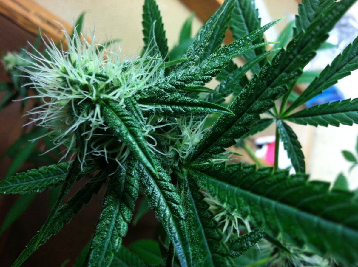 FlowerA30dayssog