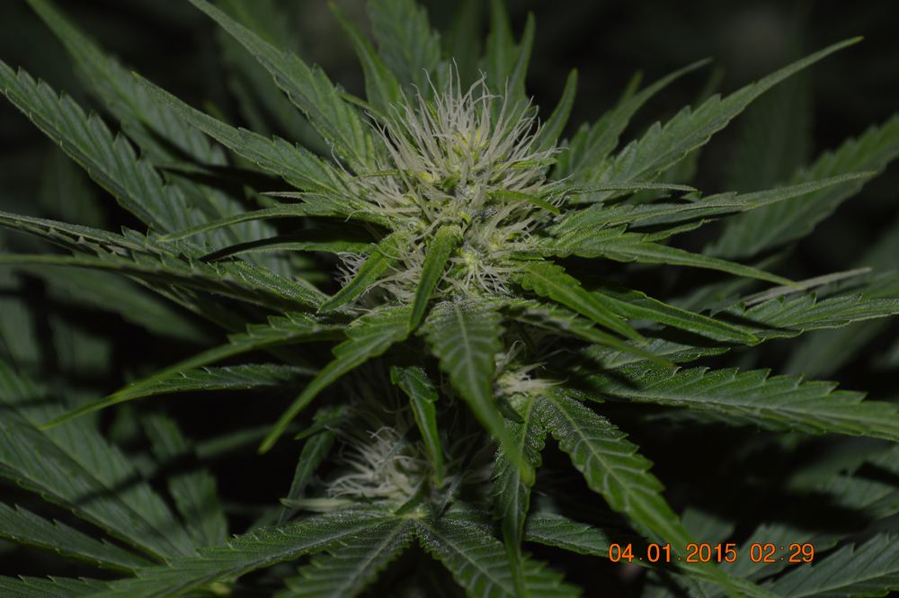 Floweragain