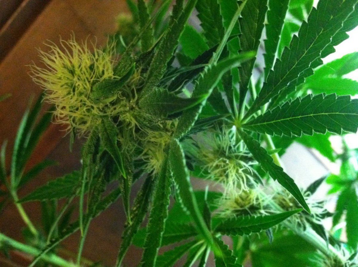 FlowerC0dayssog