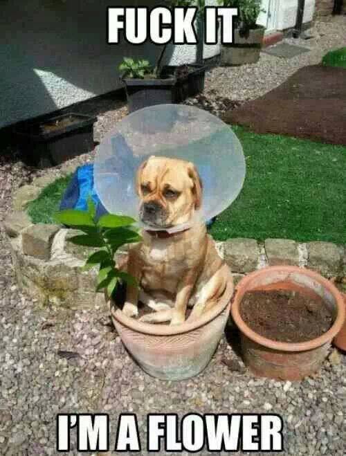 Flowerdog