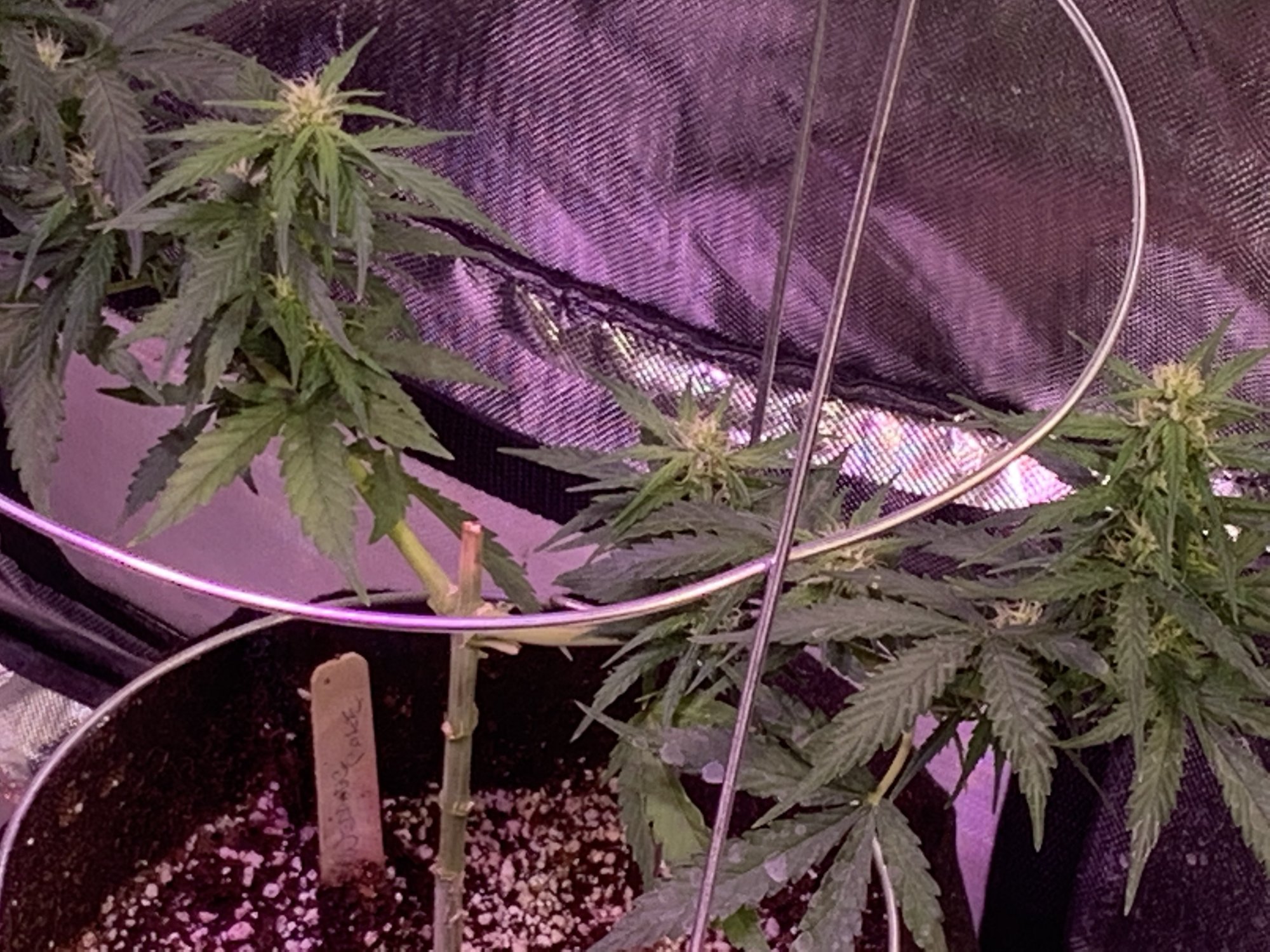 Flowering 3