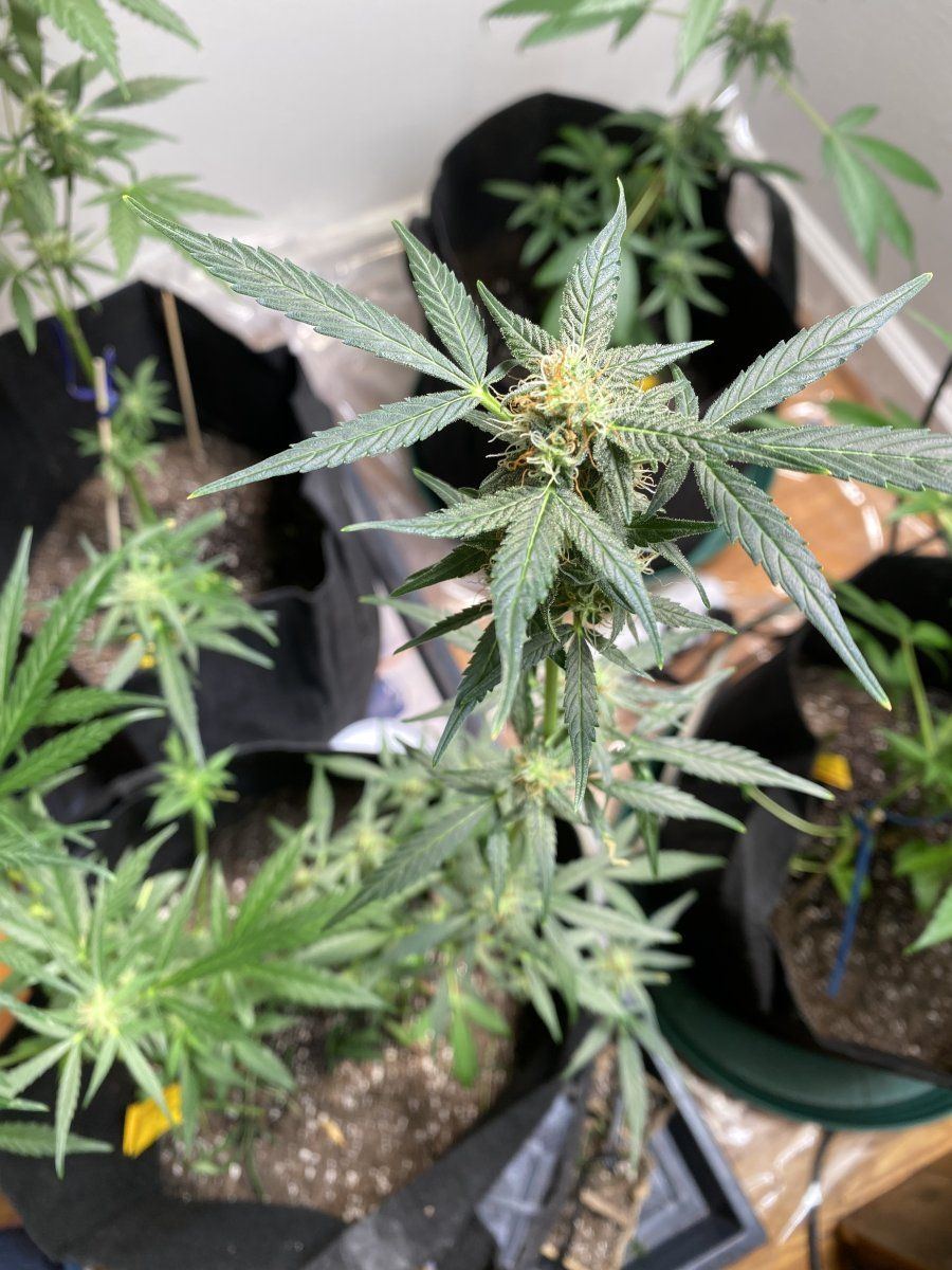 www.thcfarmer.com