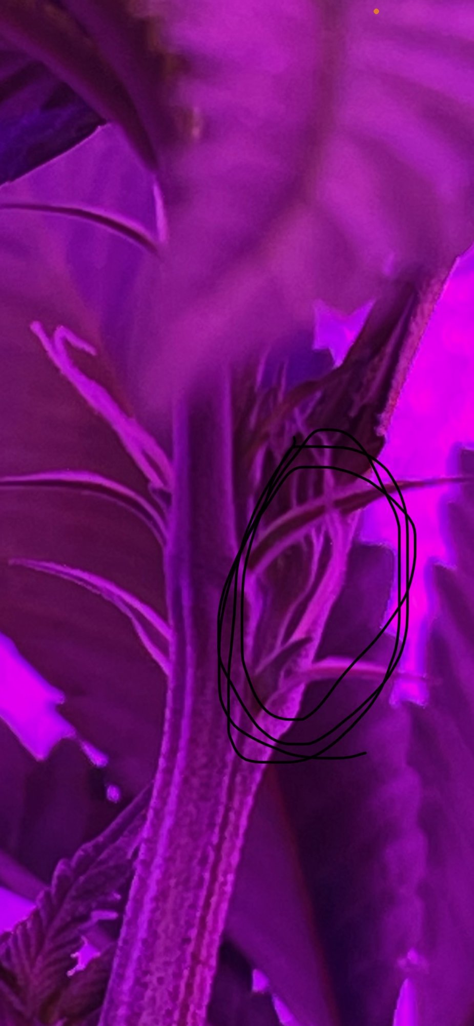 Flowering after one week of switching lights 3
