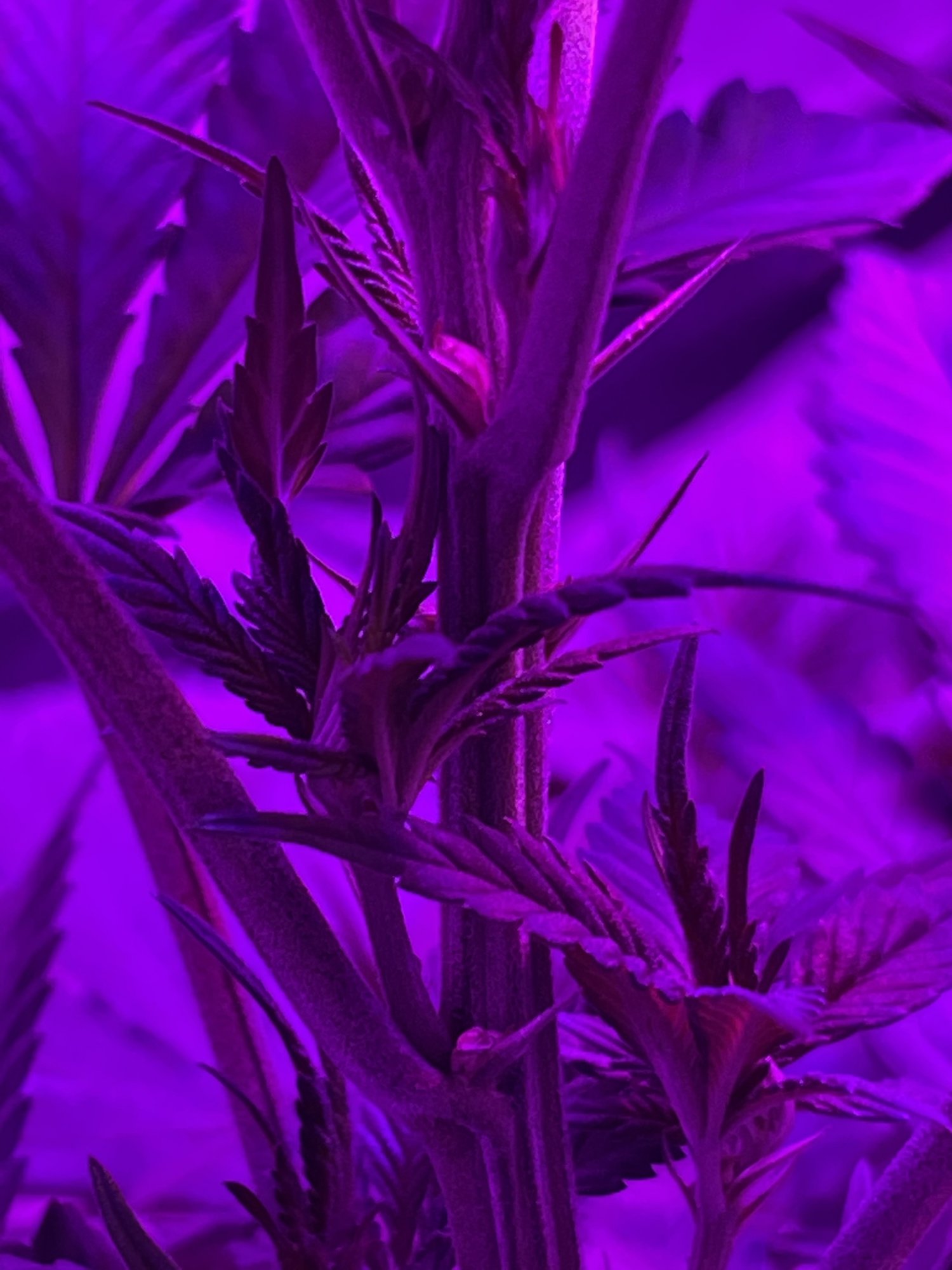 Flowering after one week of switching lights 4