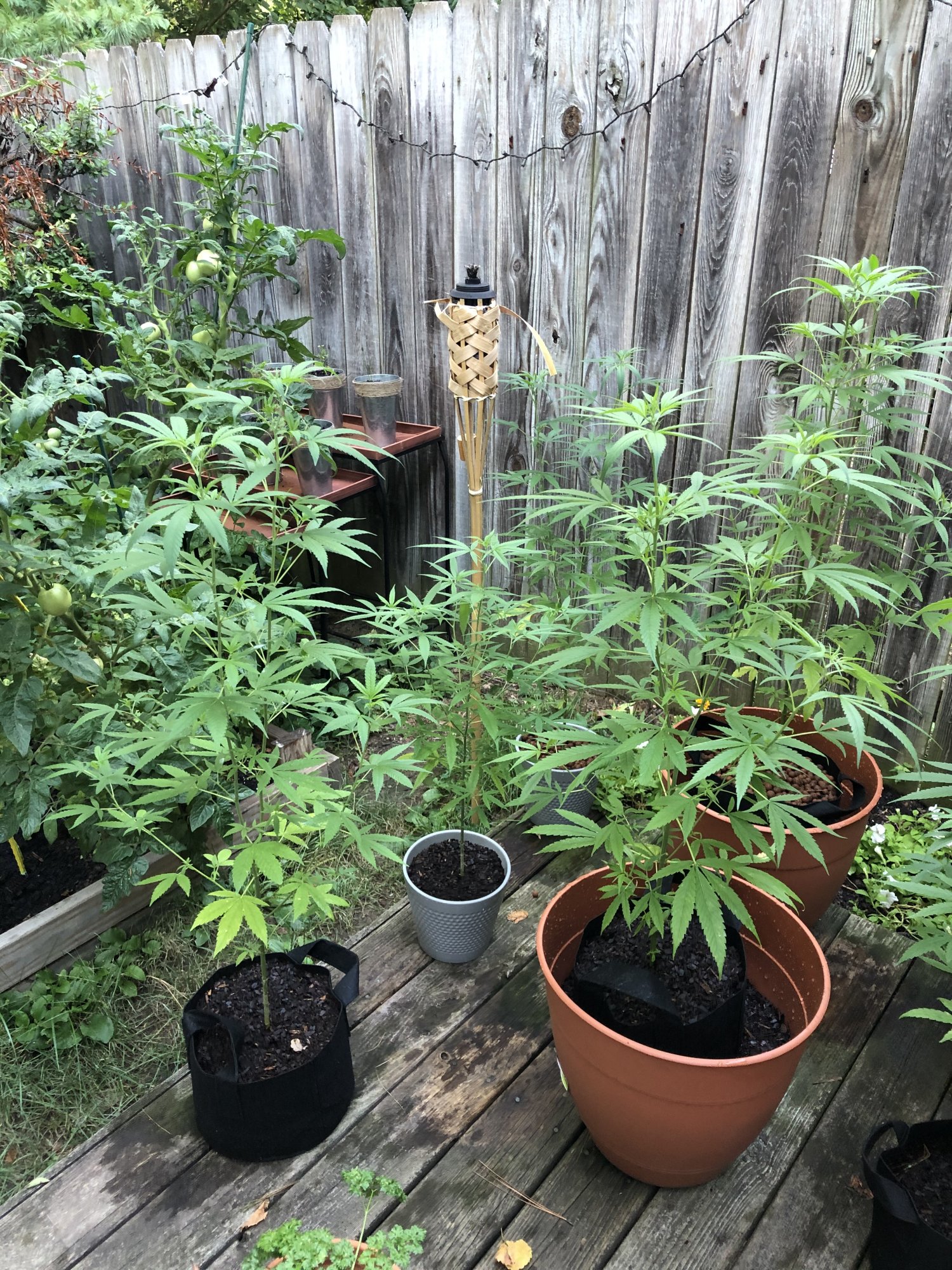 Flowering and height question 2