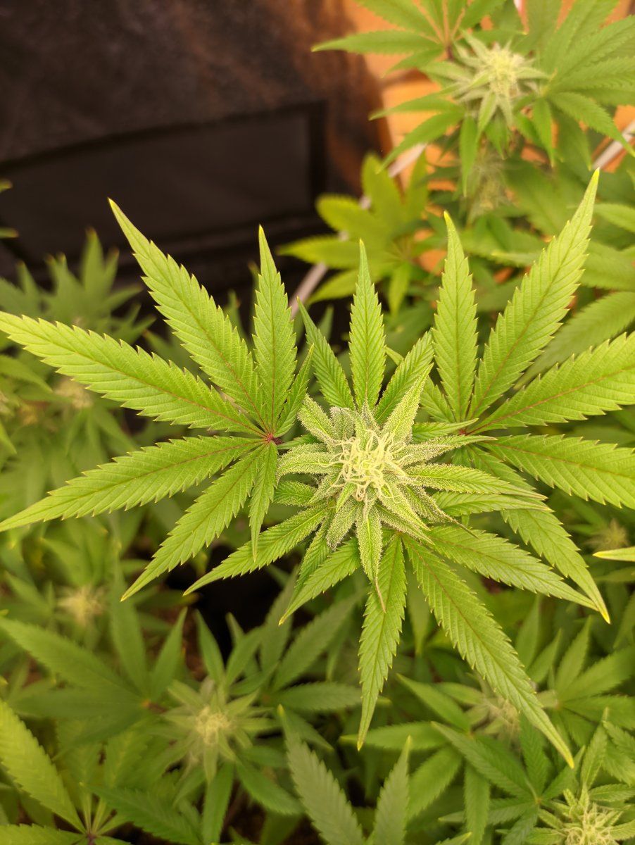 Flowering cannabis leaf veins getting orangered