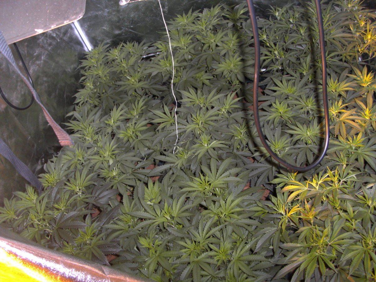 Flowering girls 280