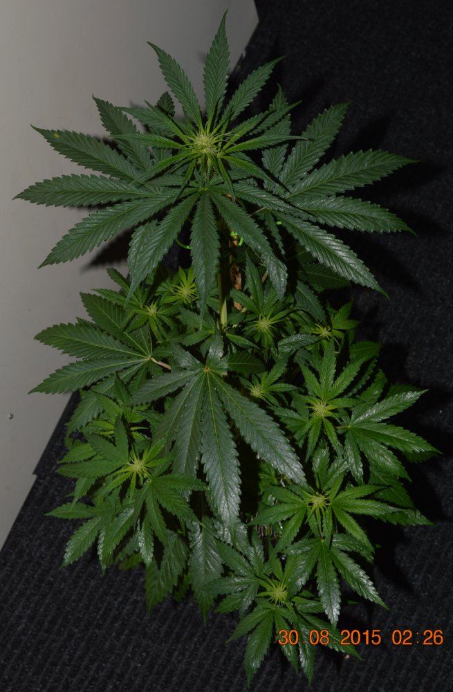 Flowering