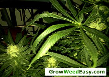 Flowering marijuana leaf curled down too much nitrogen sm