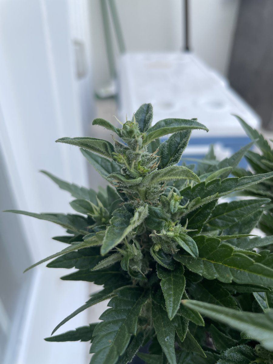 Flowering outdoor plant went back into veg at week 6 of flower what do i do 10