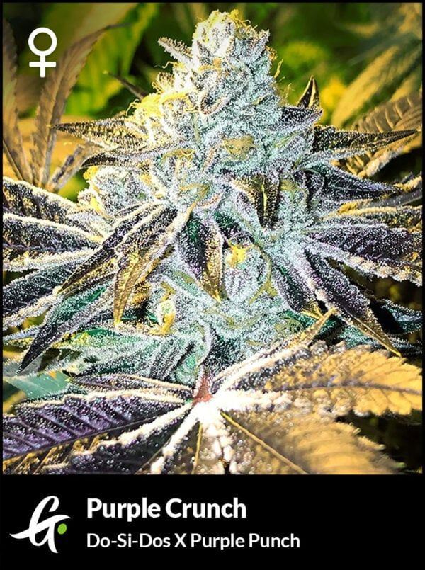 Flowering Purple Crunch Strain by Greenpoint Seeds 600x805