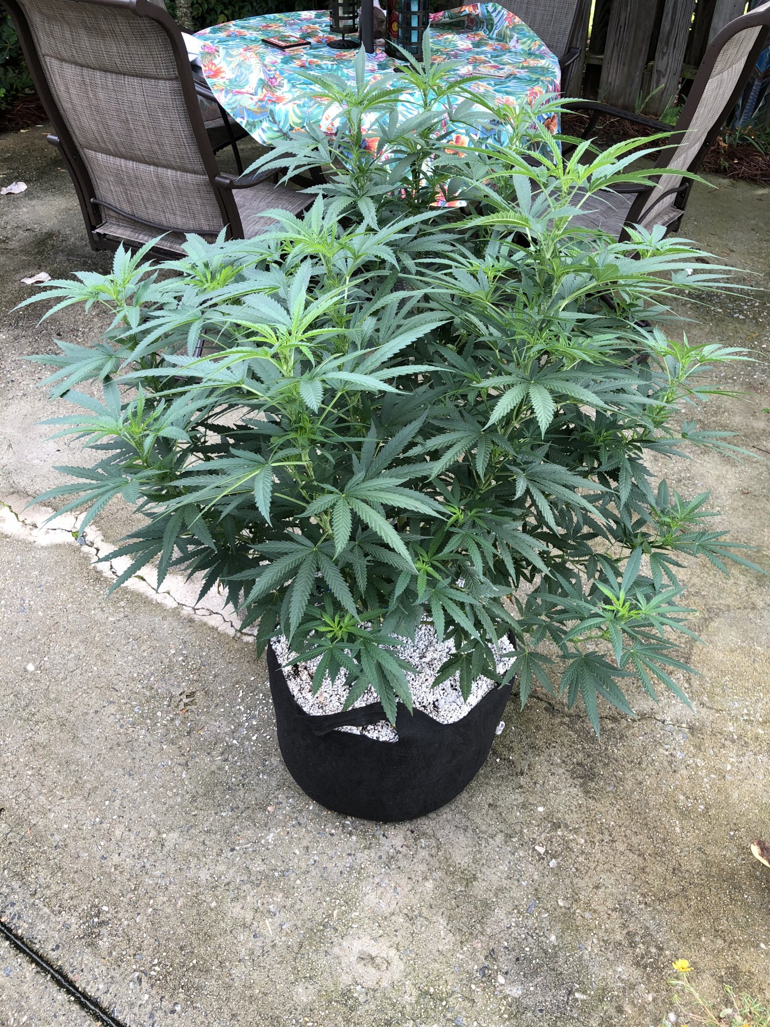 Flowering with ff soluble nutes 2
