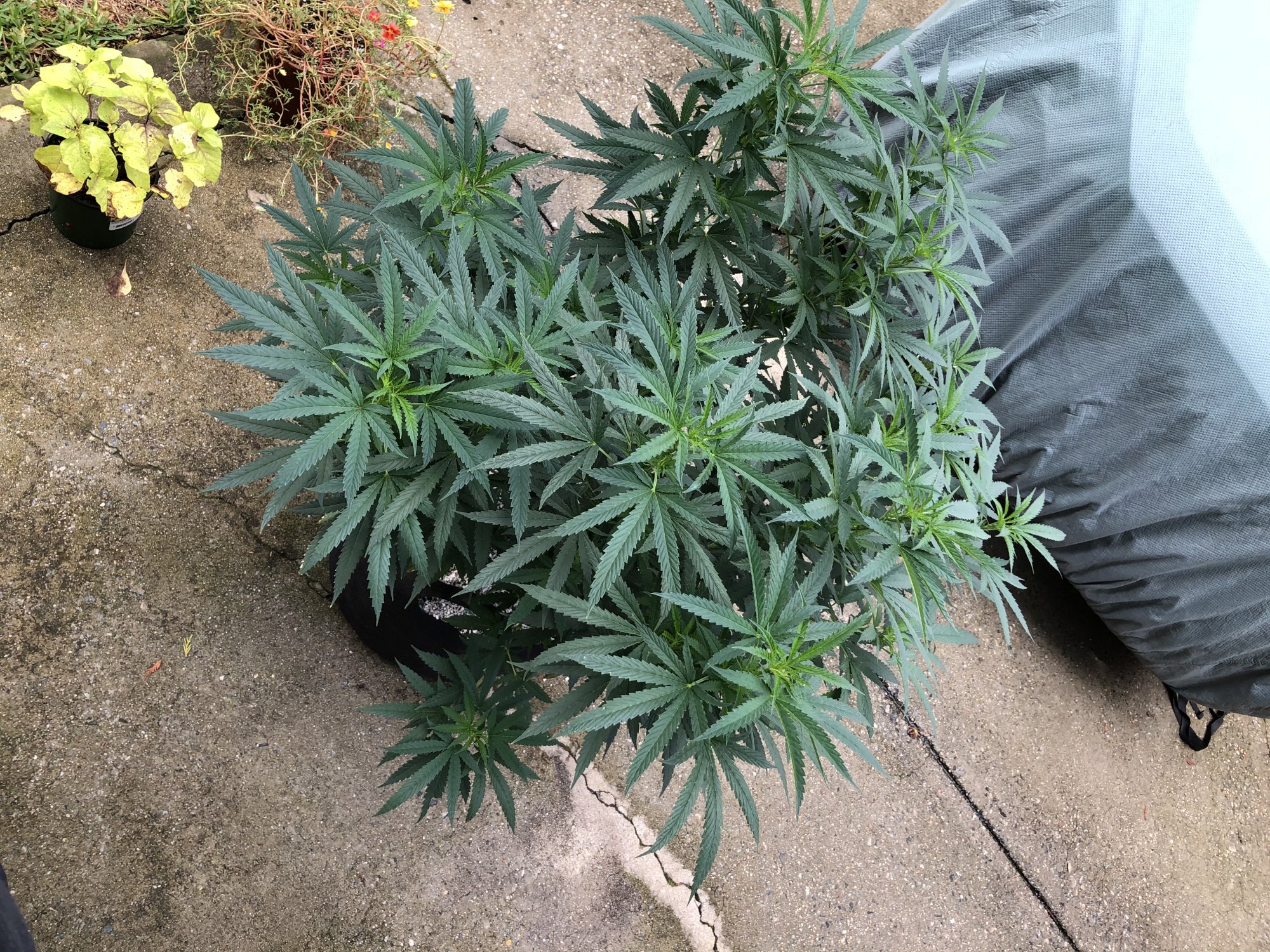 Flowering with ff soluble nutes 4