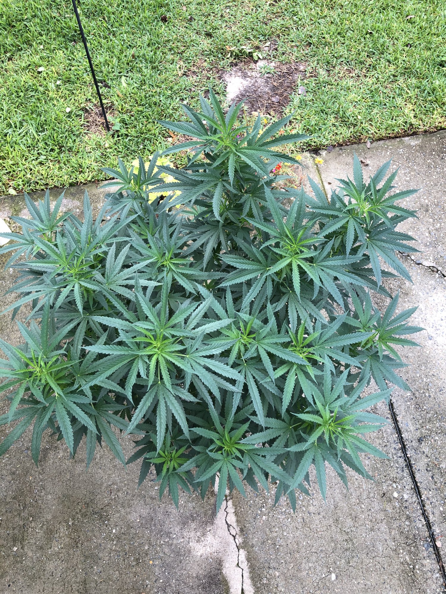 Flowering with ff soluble nutes 5