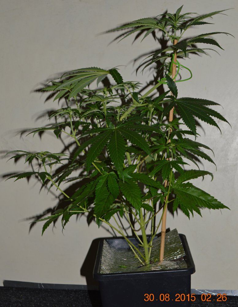 Floweringbendside