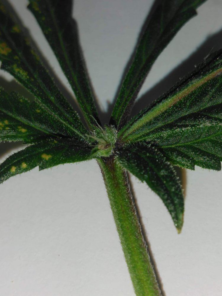 Flowers growing on fan leaves  what the hell 3
