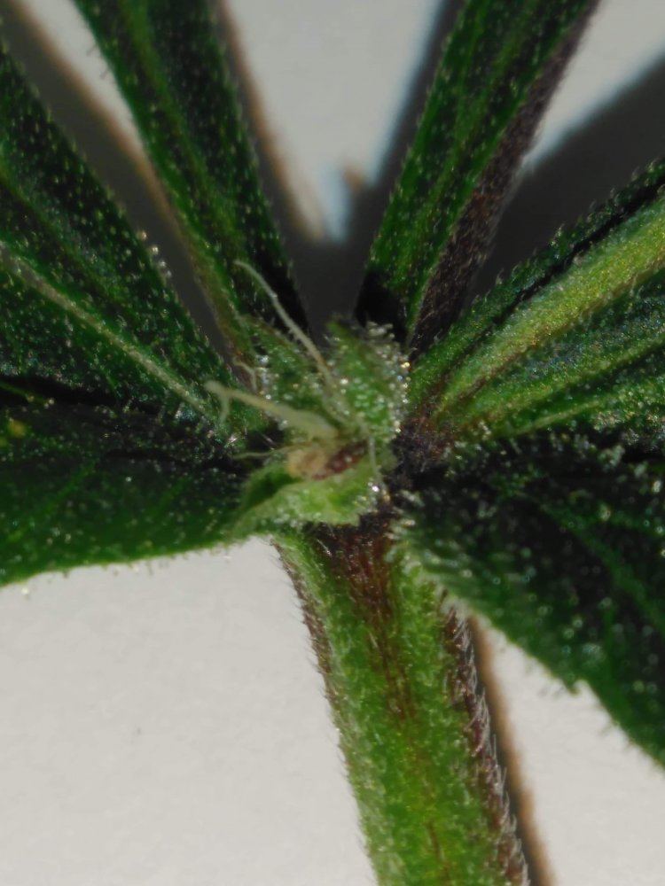 Flowers growing on fan leaves  what the hell 4