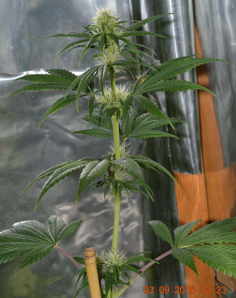 Flowers2