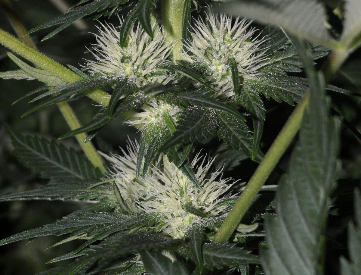 Flowerspretty