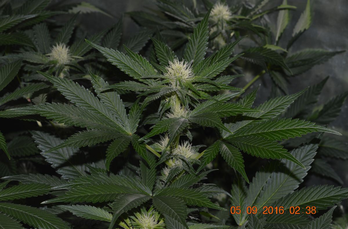 Flowerss