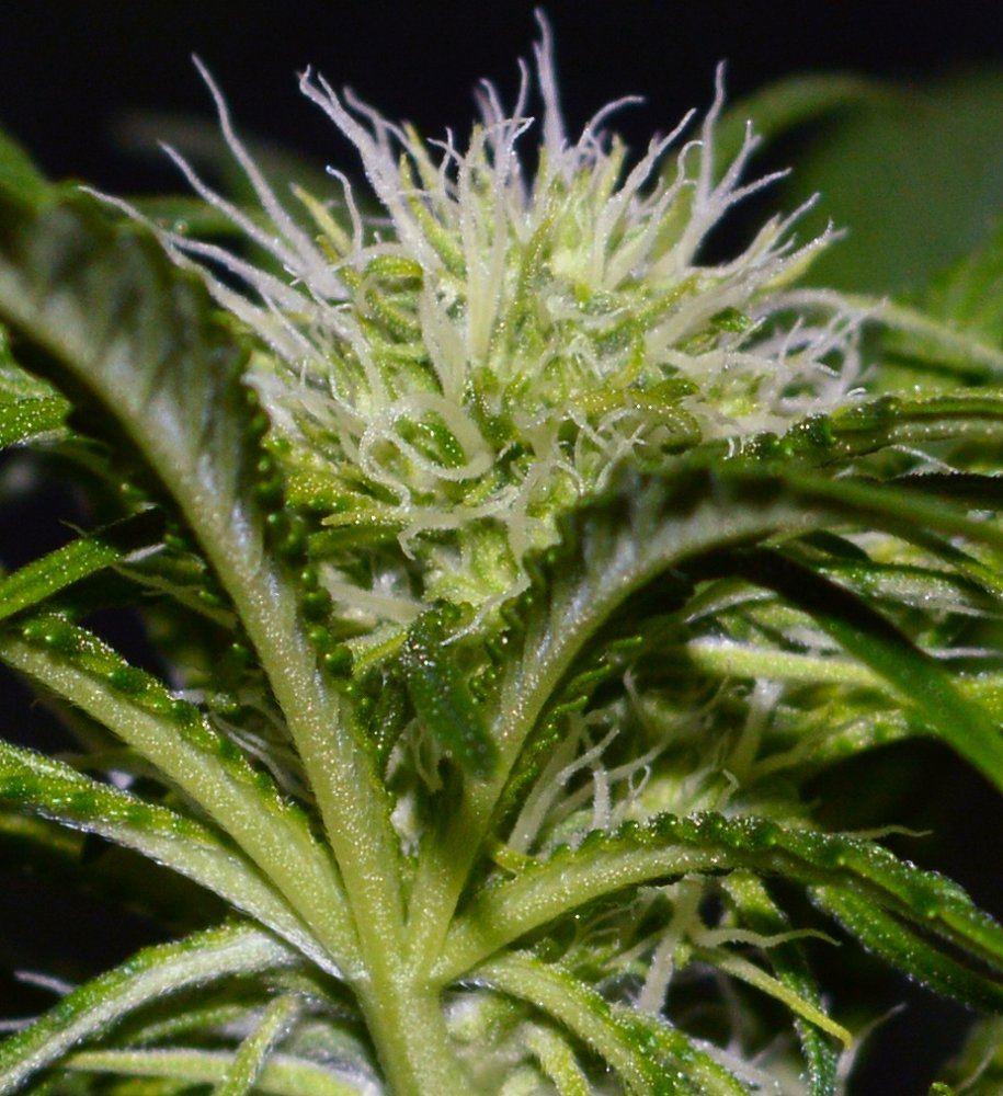 Flowertri